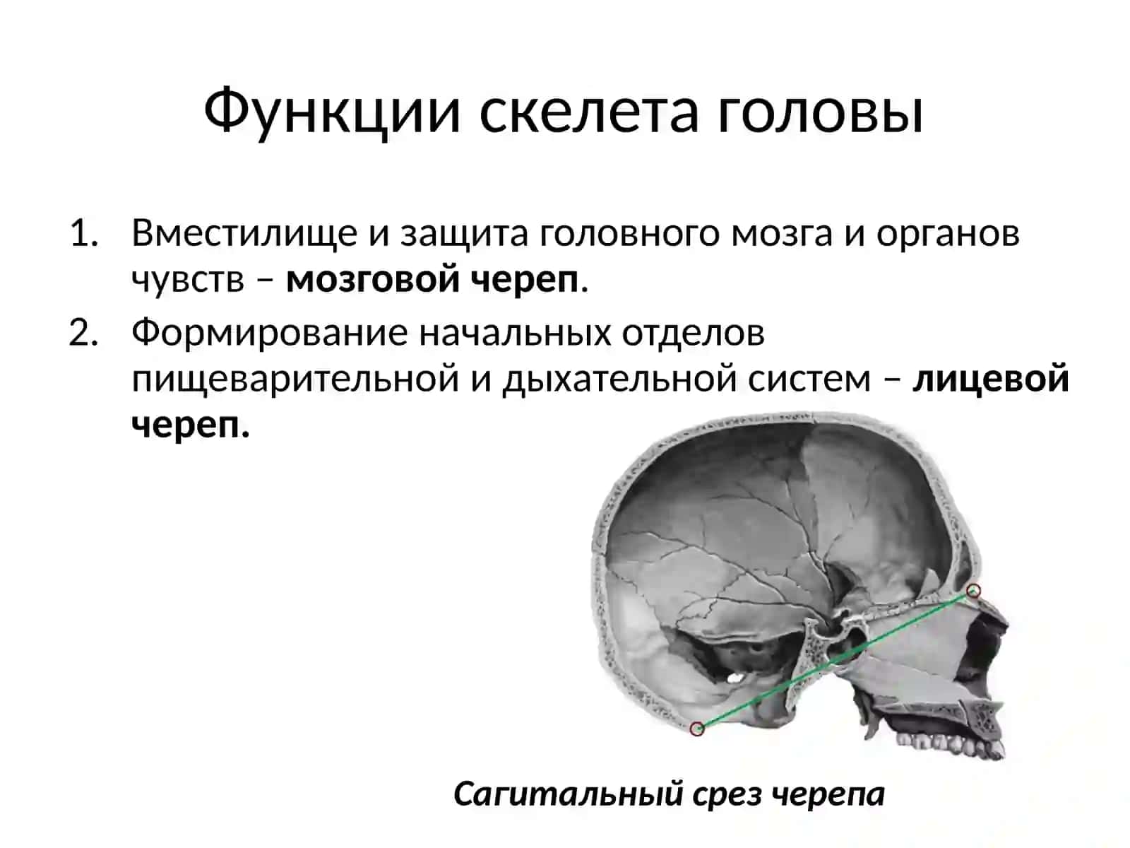 Анатомия и физиология человекаСкелет головы 4