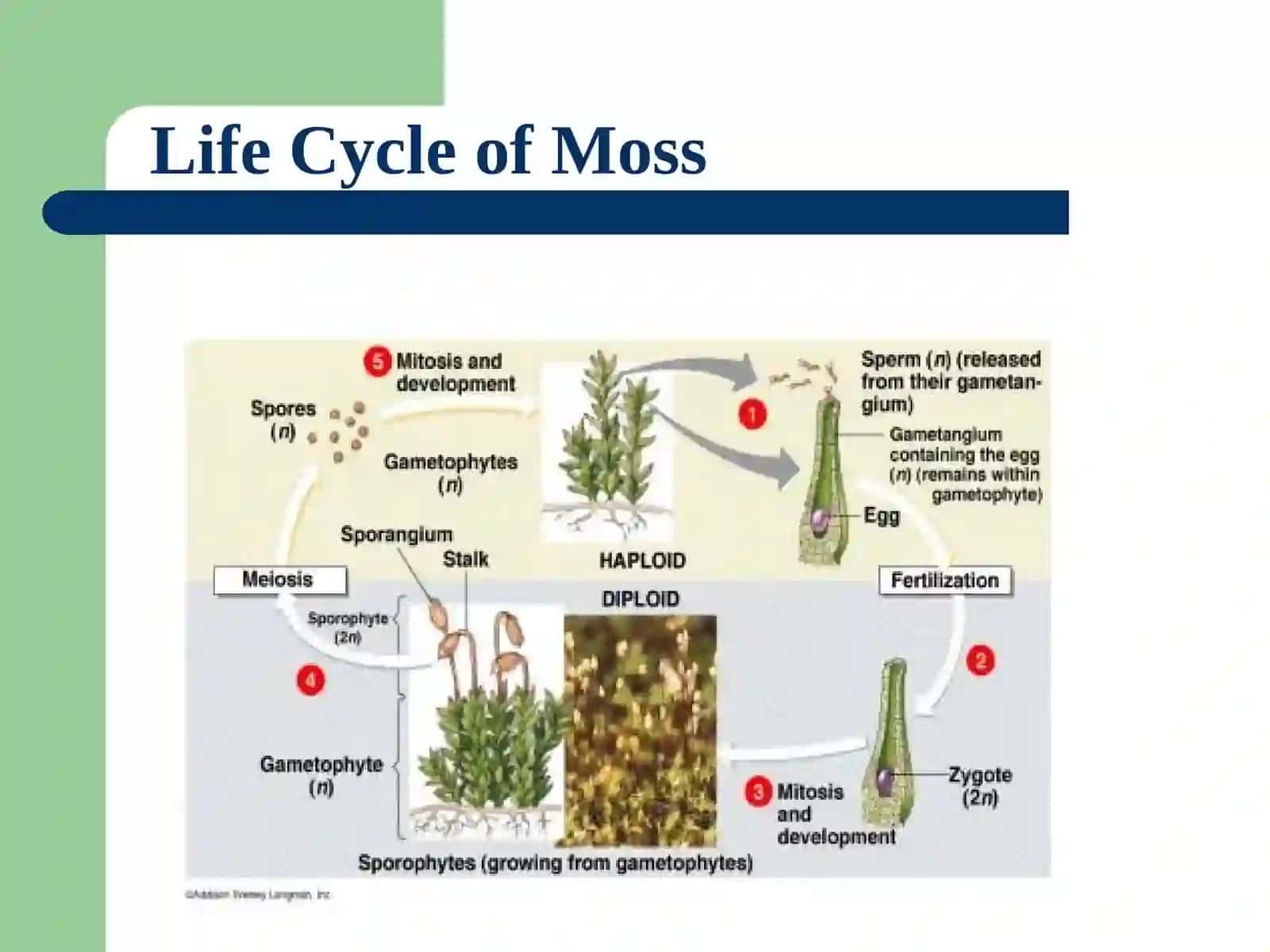 Phylum Bryophyta 4