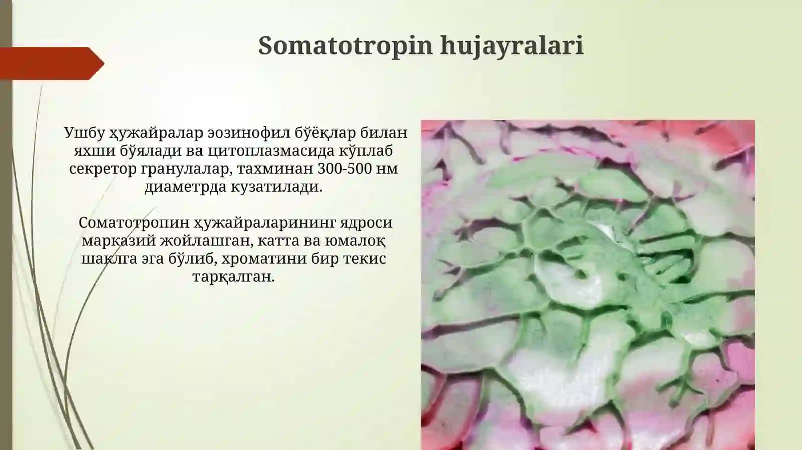 Markaziy va endokrin sistema Gipofiz bezi gistologik tuzilishi 4