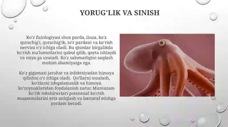 KO‘RISH A‘ZOSINING FOZIOLOGIYASI VA GIGIYENASI 4