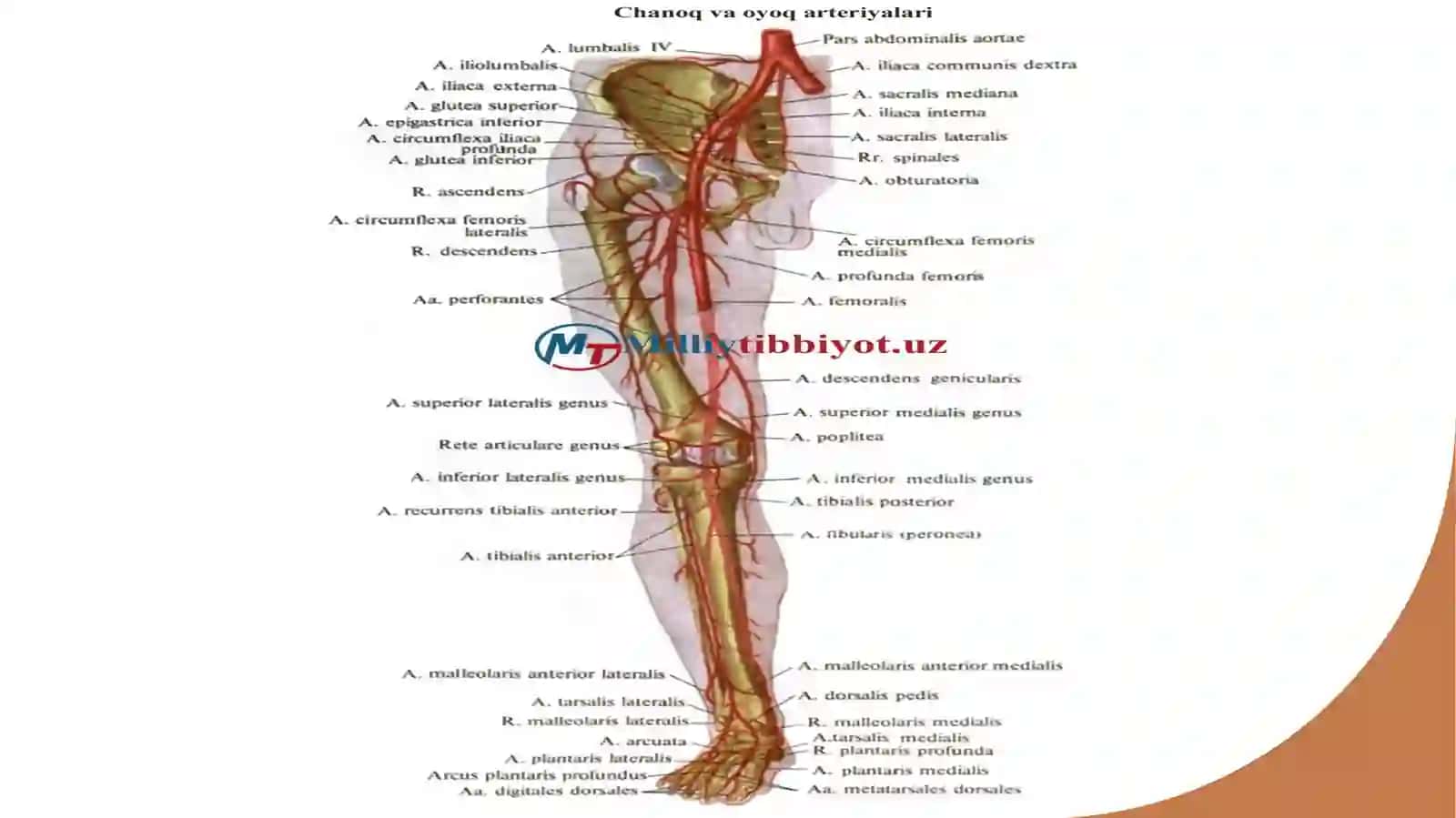 Chanoq arteriyalari 4
