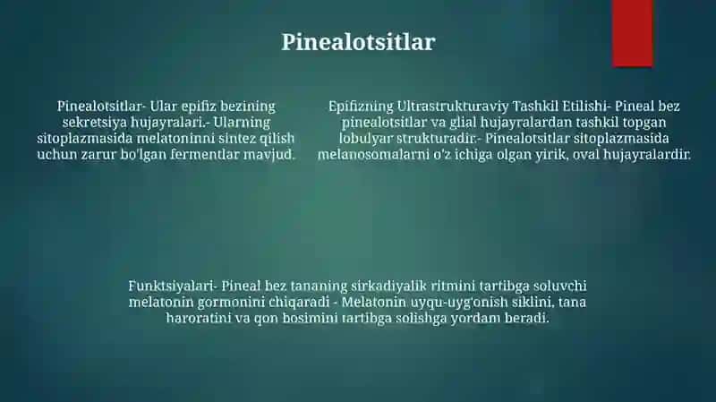 Epifizning Ultrastrukturaviy Tashkil Etilishi Va Funksiyalari 4