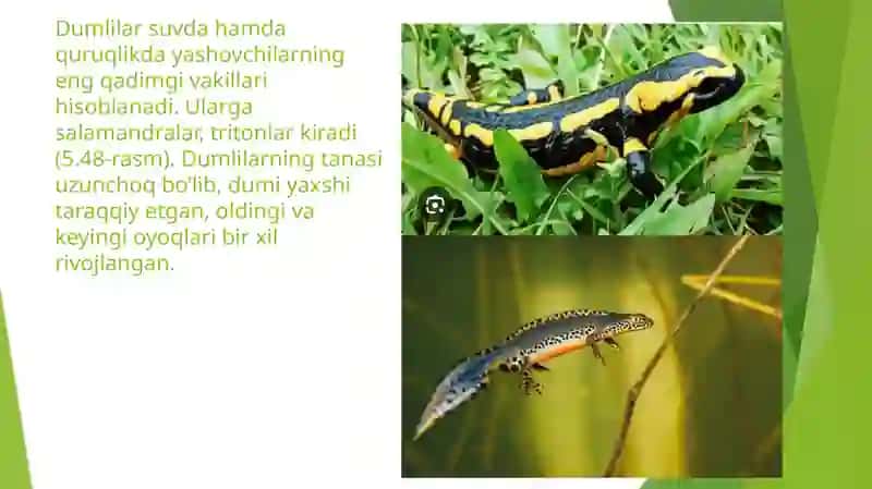Suvda hamda quruqlikda yashovchilar va sudralib yuruvchilar sinfi 4