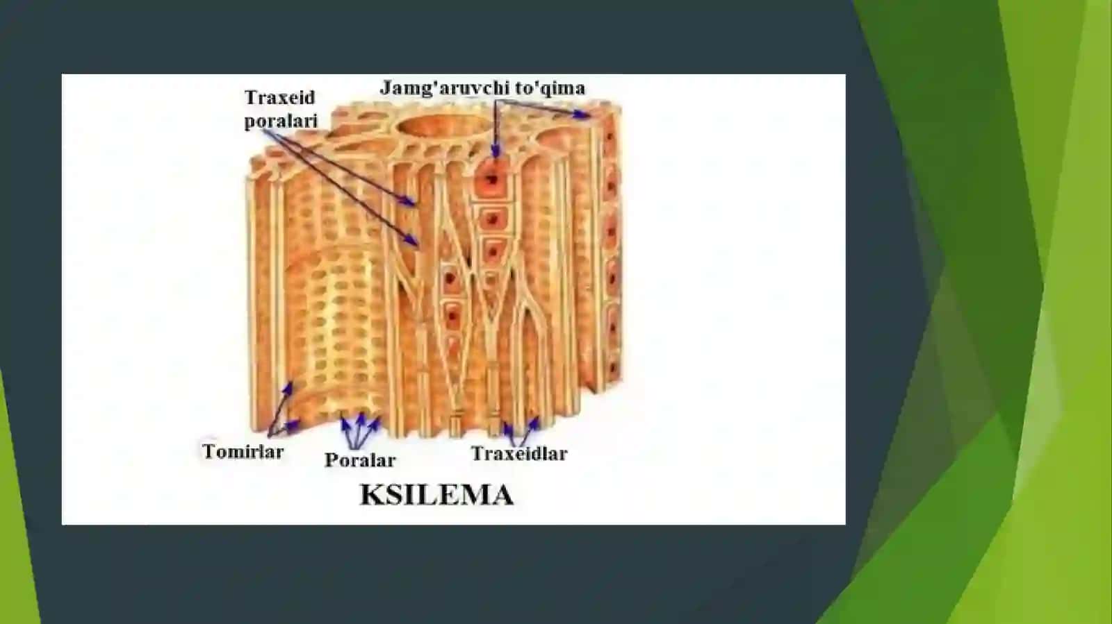 IKKI QAVATLI LIPID MEMBRANALAR,BIR VA IKKI QAVATLI SUN`IY MEMBRANALAR 4