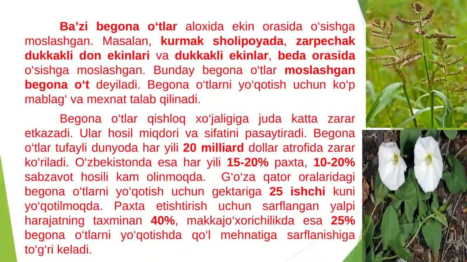 Begona o‘tlar, ularning zarari biologik xususiyatlari 4