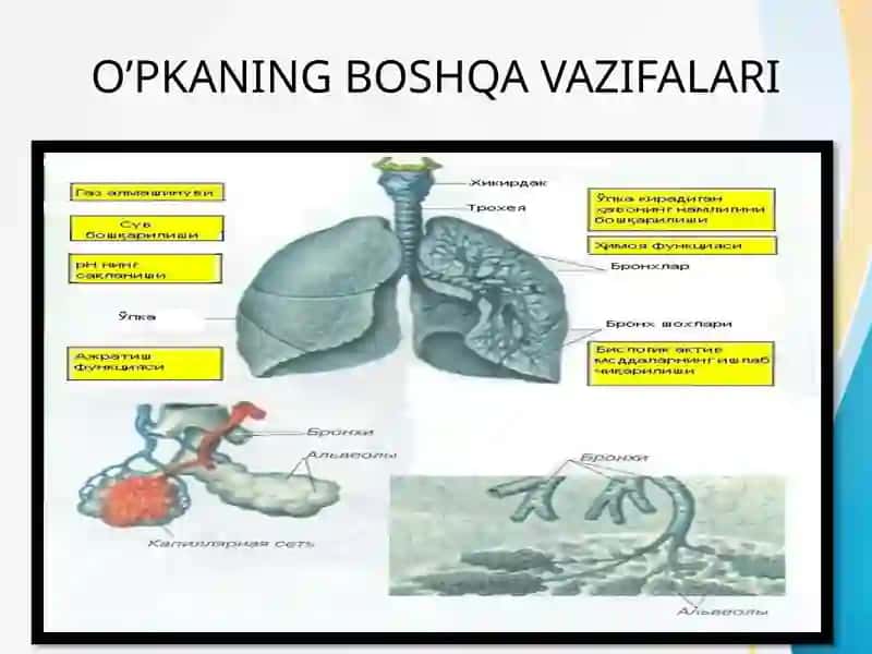 NAFAS FIZIOLOGIYASI 4