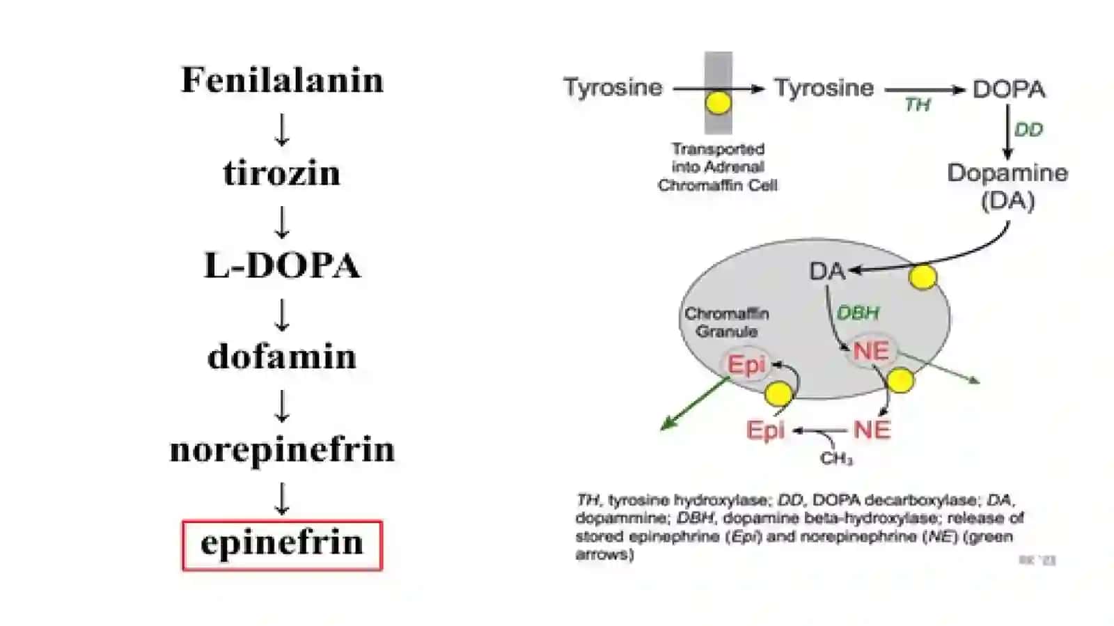 Adrenergik sinapslarni qoʻzgʻatuvchi dori vositalar.Adrenergiksinapslarnibloklovchidorivositalar 4