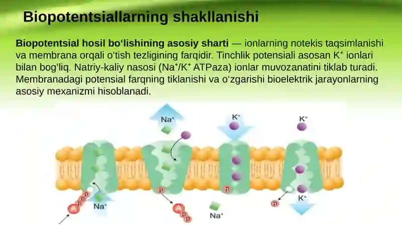Bioelektrodinamika va elektrokardiografiya asoslari. Hujayra membranasida biopotentsiallarning hosil boʻlishi 4