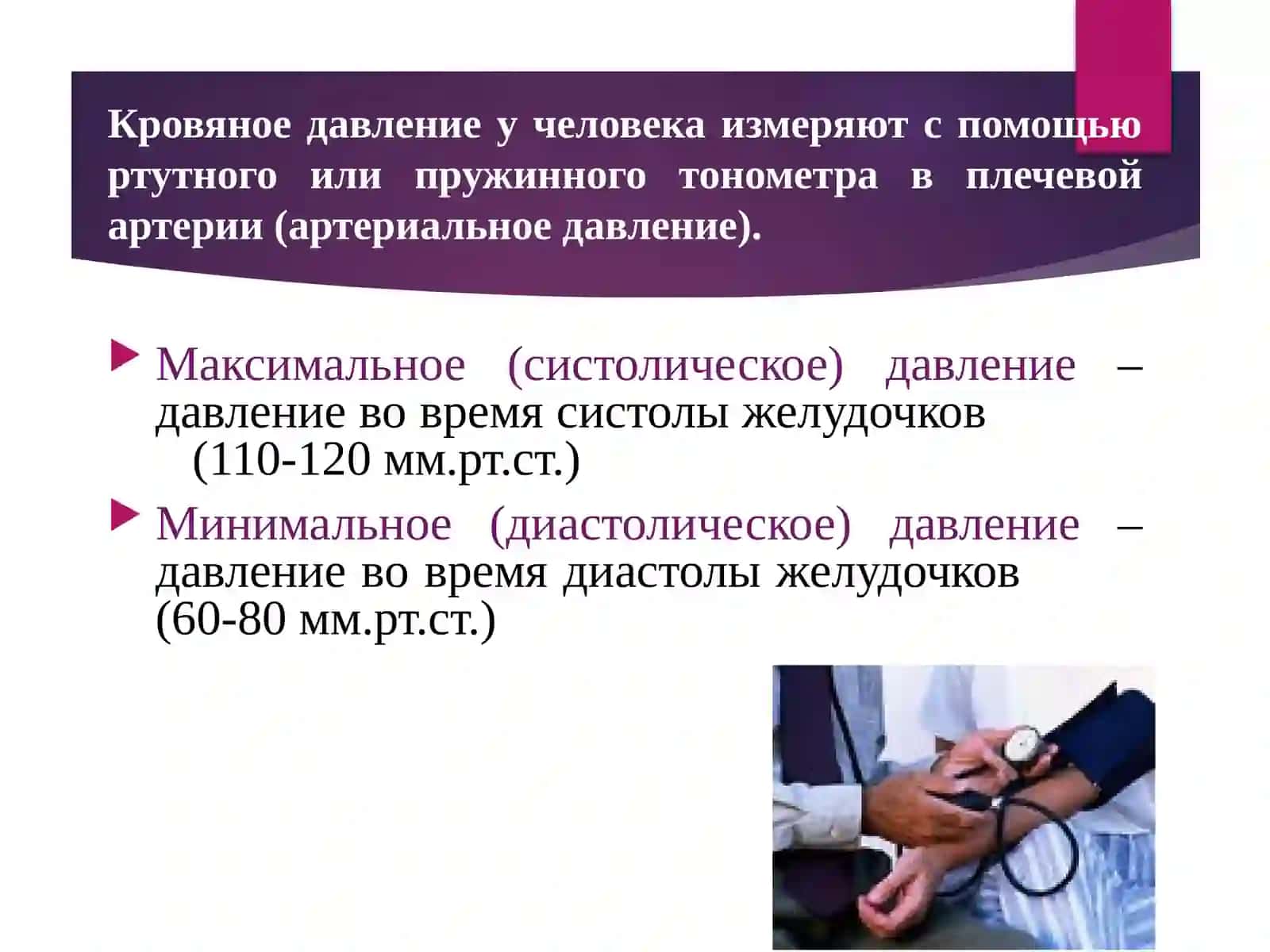 Движение крови по сосудам. Регуляция кровоснабжения 4
