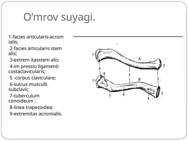 Qo’l suyaklari 4