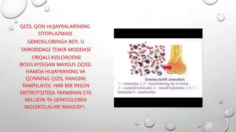 Eritrotsitlar fiziologiyasi 4