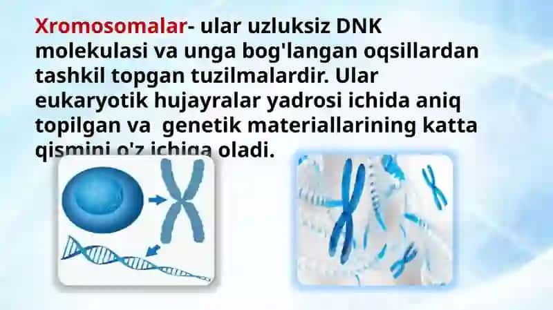 Xromosoma. Xromosomalarning molekulyar tuzilishi 4
