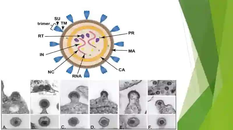 Retroviridae oilasi tasnifi va laboratoriya tashxisi 4