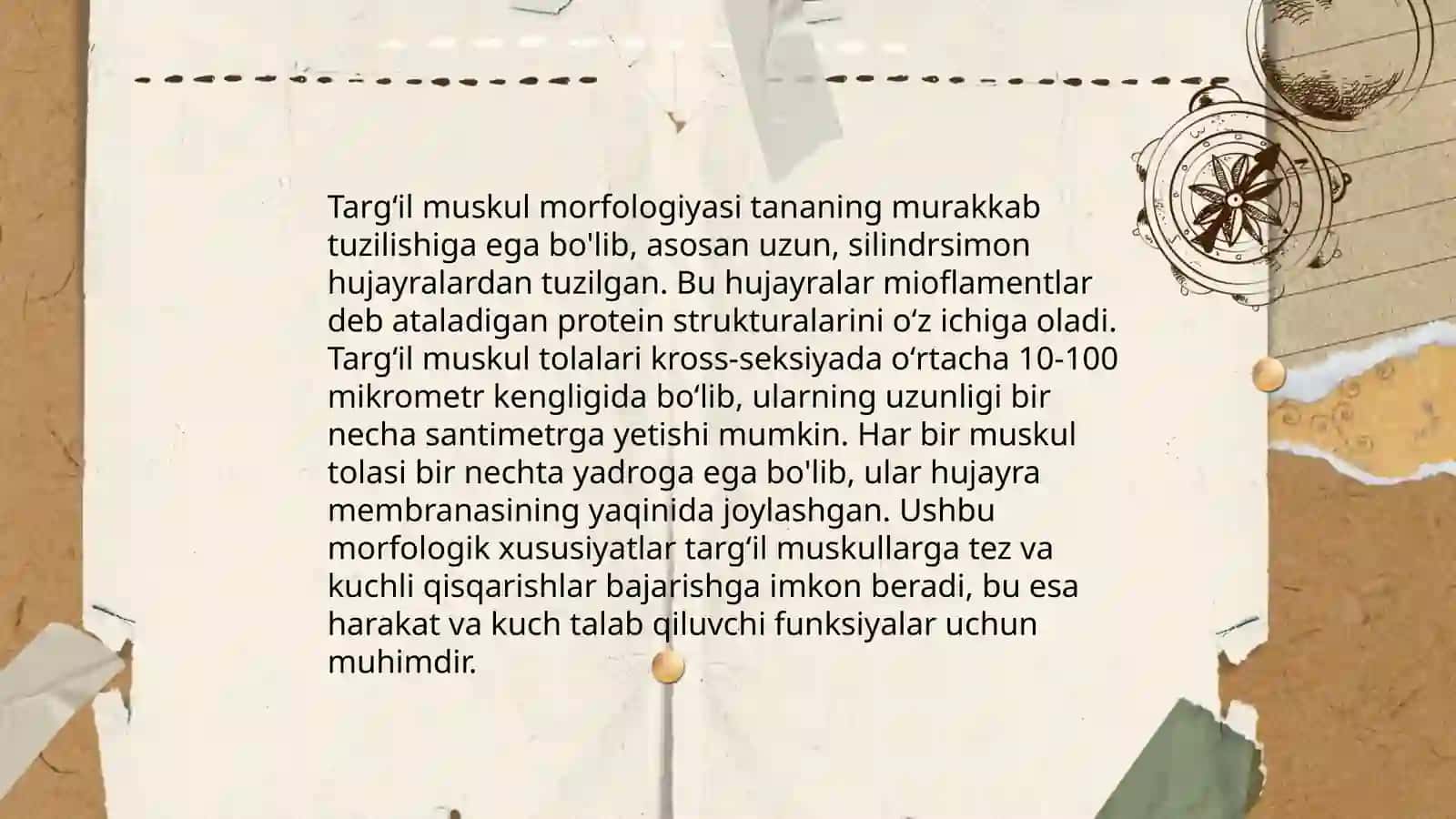 Koʻndalang va targʻil muskullarda boʻshashuvchanlik jarayonlari 4