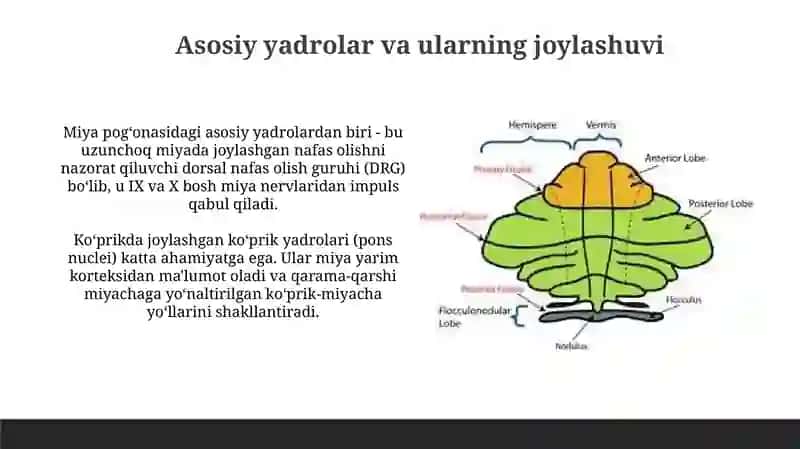 Miya pogonasi ozaklari va ularning ahamiyati 4