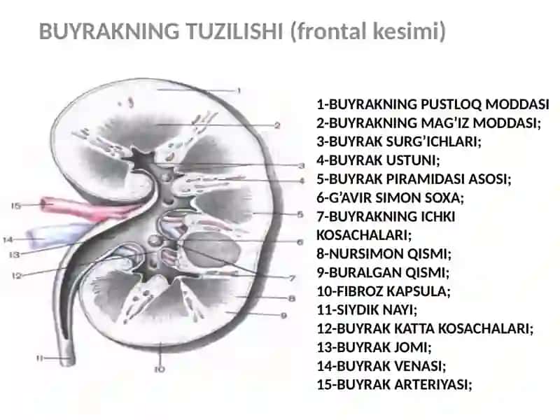 Siydik-tanosilazolarining klinika anatomiyasi va fiziologiyasi 4