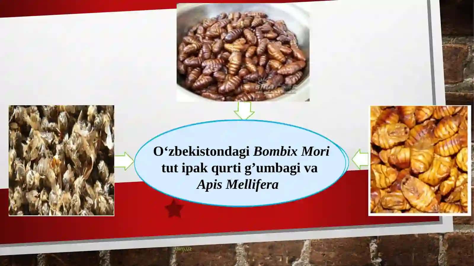 Aralash matolarni yarim uzluksiz usul bilan bo'yash jarayonida xitozandan foydalanish 4