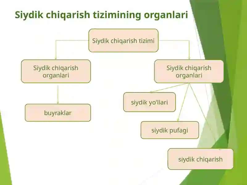 Buyraklarda siydik hosil bo'lishi va yosh xususiyatlari 4