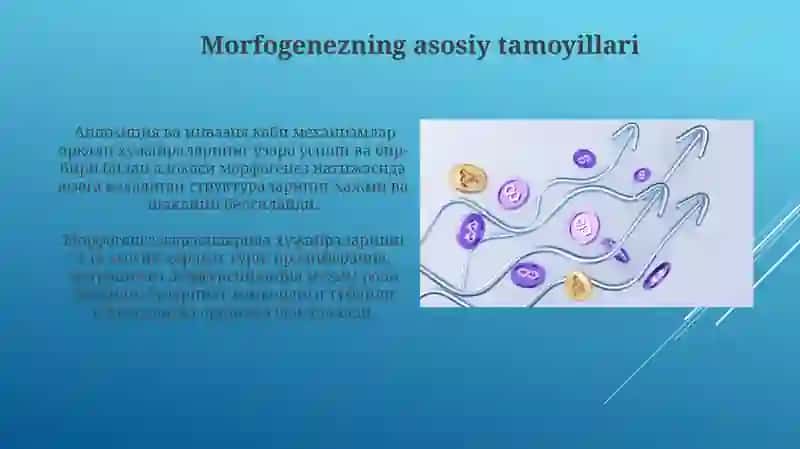 Postembrional, embrional rivojlanishning umumiy qonuniyatlari( progenez, embriogenez) 4