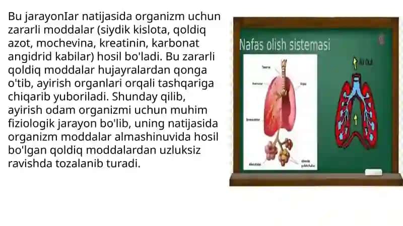 Buyraklarda siydik hosil bo`lishi va yosh xususiyatlari 4