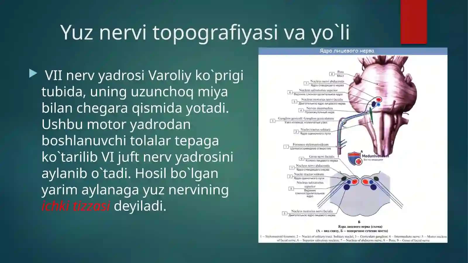 VIIjuftnervi.Anatomiyasi,topografiyasivayo`li,tekshirishusullari,topikdiagnostikasi,zararlanishsimptomlari 4