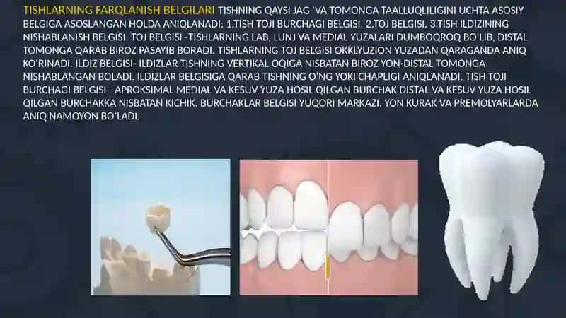 TISH QATTIQ TO‘QIMASINI TARKIBIY TUZILISHI 4