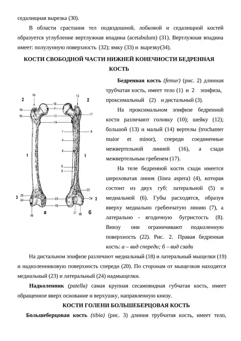 ВОЗРАСТНЫЕ ОСОБЕННОСТИ КОСТЕЙ НИЖНИХ КОНЕЧНОСТЕЙ 4