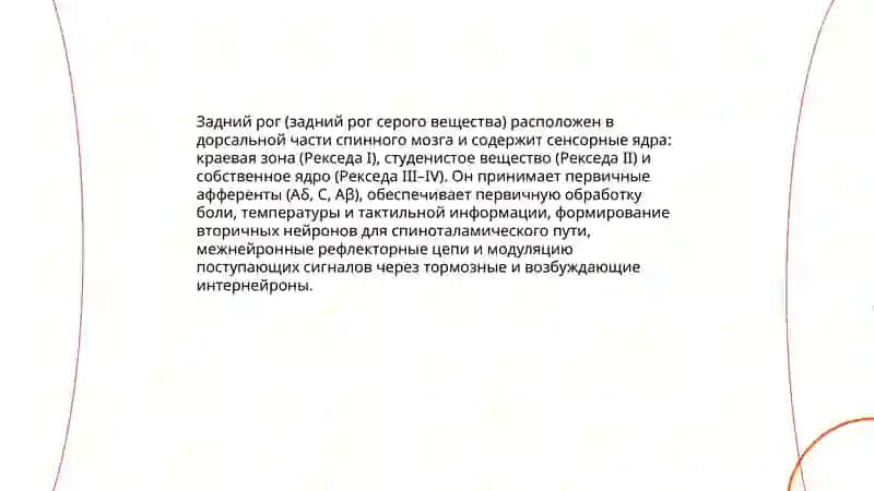 Расположение ядер спинного мозга их значение 4