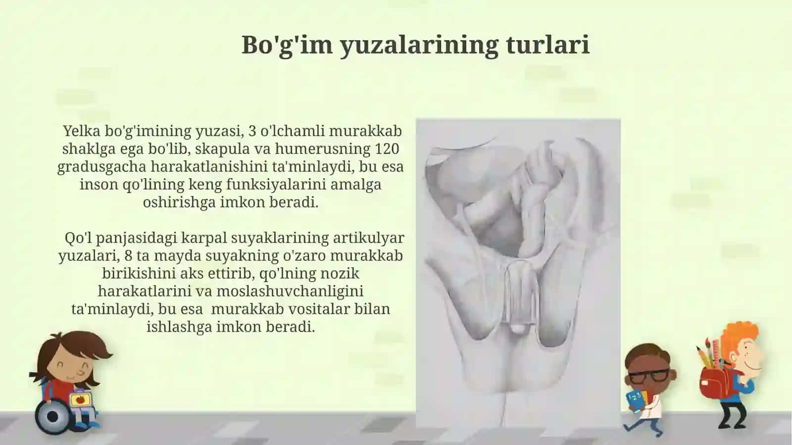 Suyak to‘qimasi. Suyaklanish turlari. Bo‘g‘im yuzalarning xillari va bo‘g‘im turlari 4