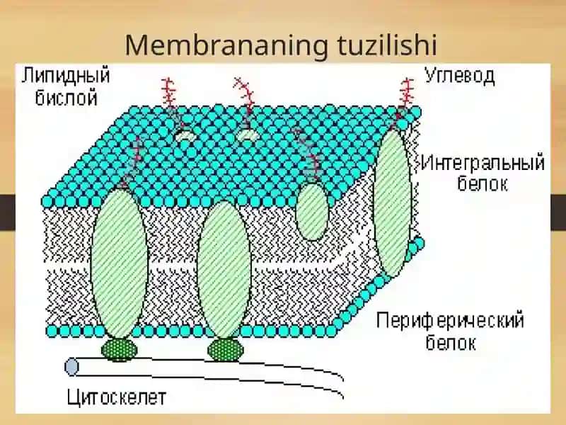 Baxtiyorova Jasminaning biokimyo fanidan mustaqilishi 4