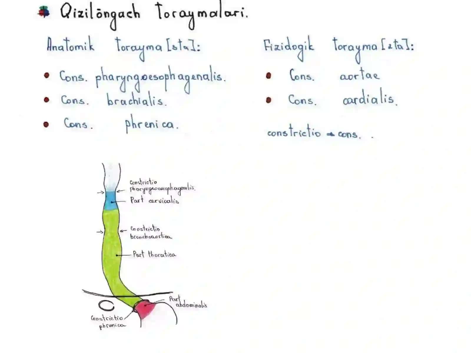 QIZILO‘NGACH, ME’DA VA O‘N IKKI BARMOQLI ICHAK GISTOLOGIYASI 4