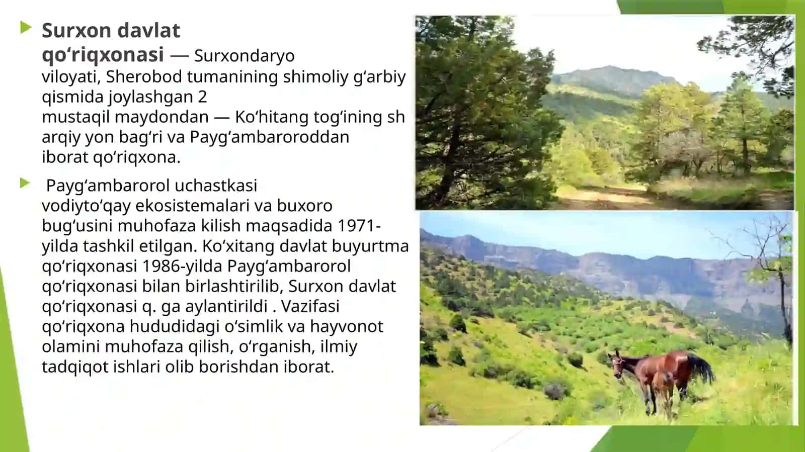 SURXON DAVLAT QO’RIQXONALARIDA KENG TARQALGAN DORIVORO’SIMLIKLAR 4