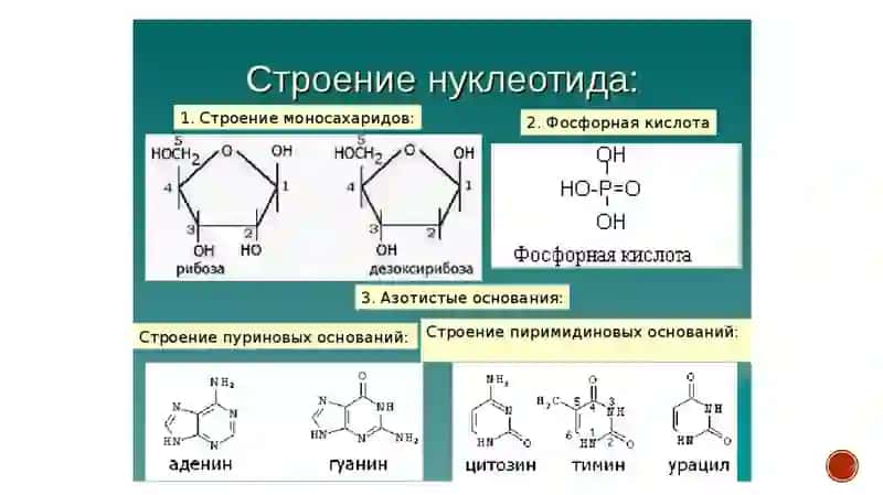 Организация наследственного материала 4
