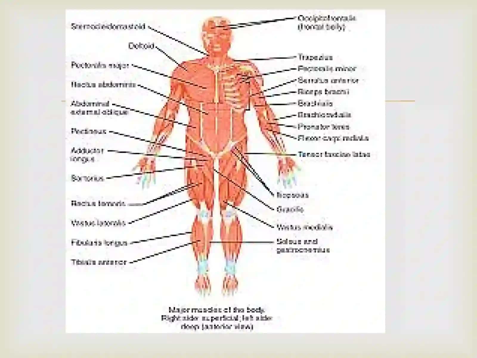 Anatomiyafanidan 4