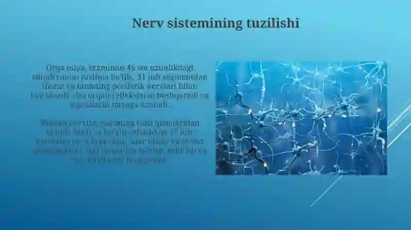 Nerv sistemasining tuzilishi, yosh xususiyatlari va gigiyenasi 4