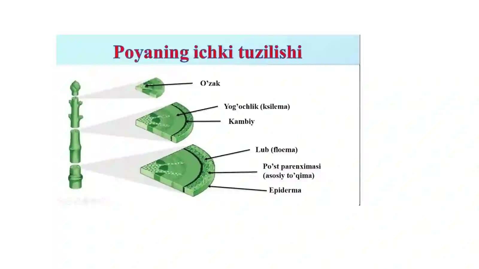 POYANING MORFOLOGIK VA ANOTOMIK TUZILISHI 4