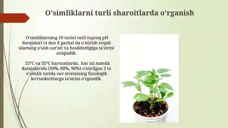 O'simliklarni Turli Ekologik Sharoitlarda O'rganish 4