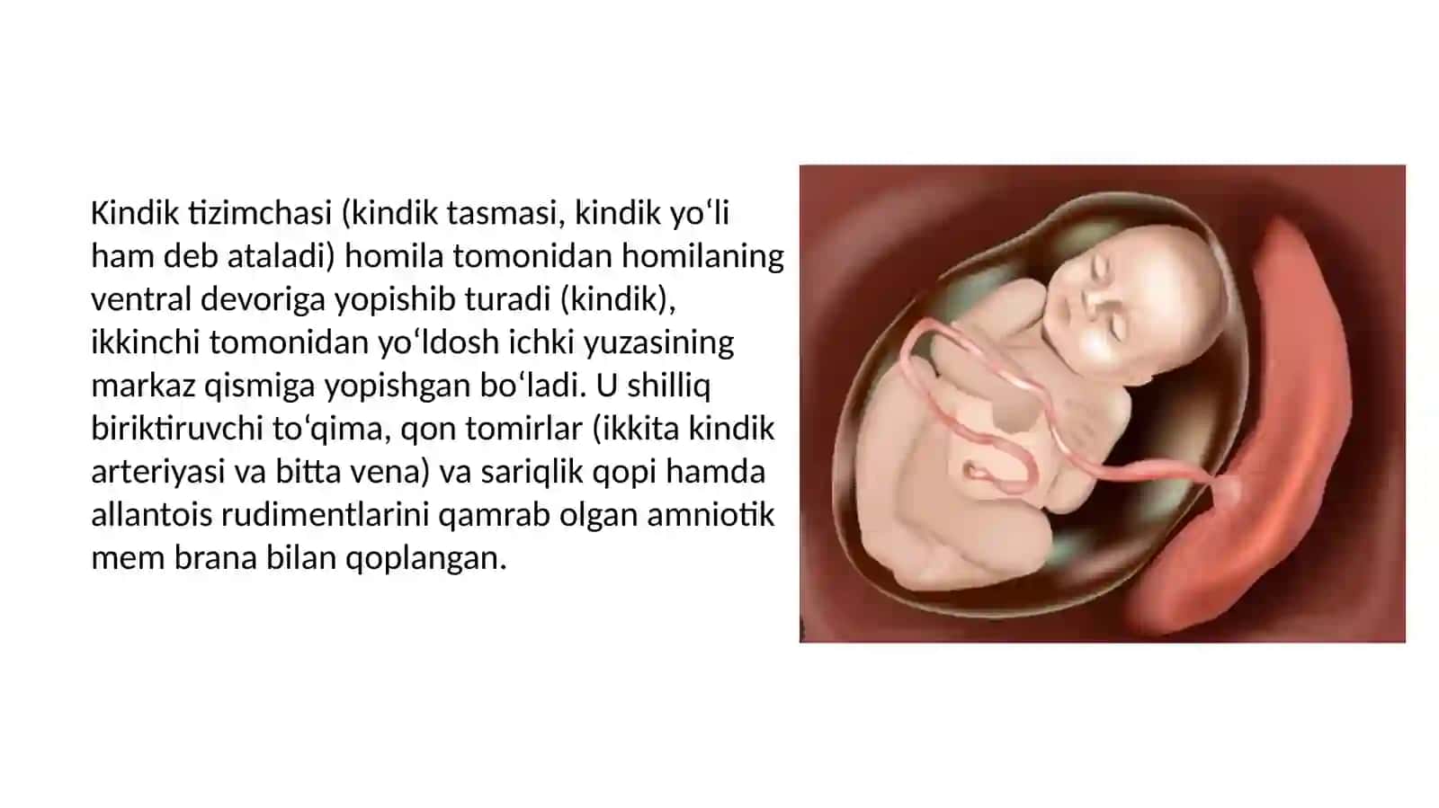 KINDI TIZIMCHASIING RIVOJLANISHI, TUZILISHI VA VAZIFASI, ONA-HOMILA TIZIM 4
