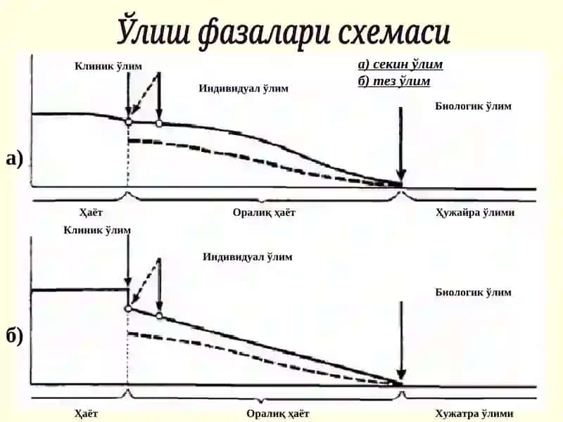 Суд-тиббий танатология 4