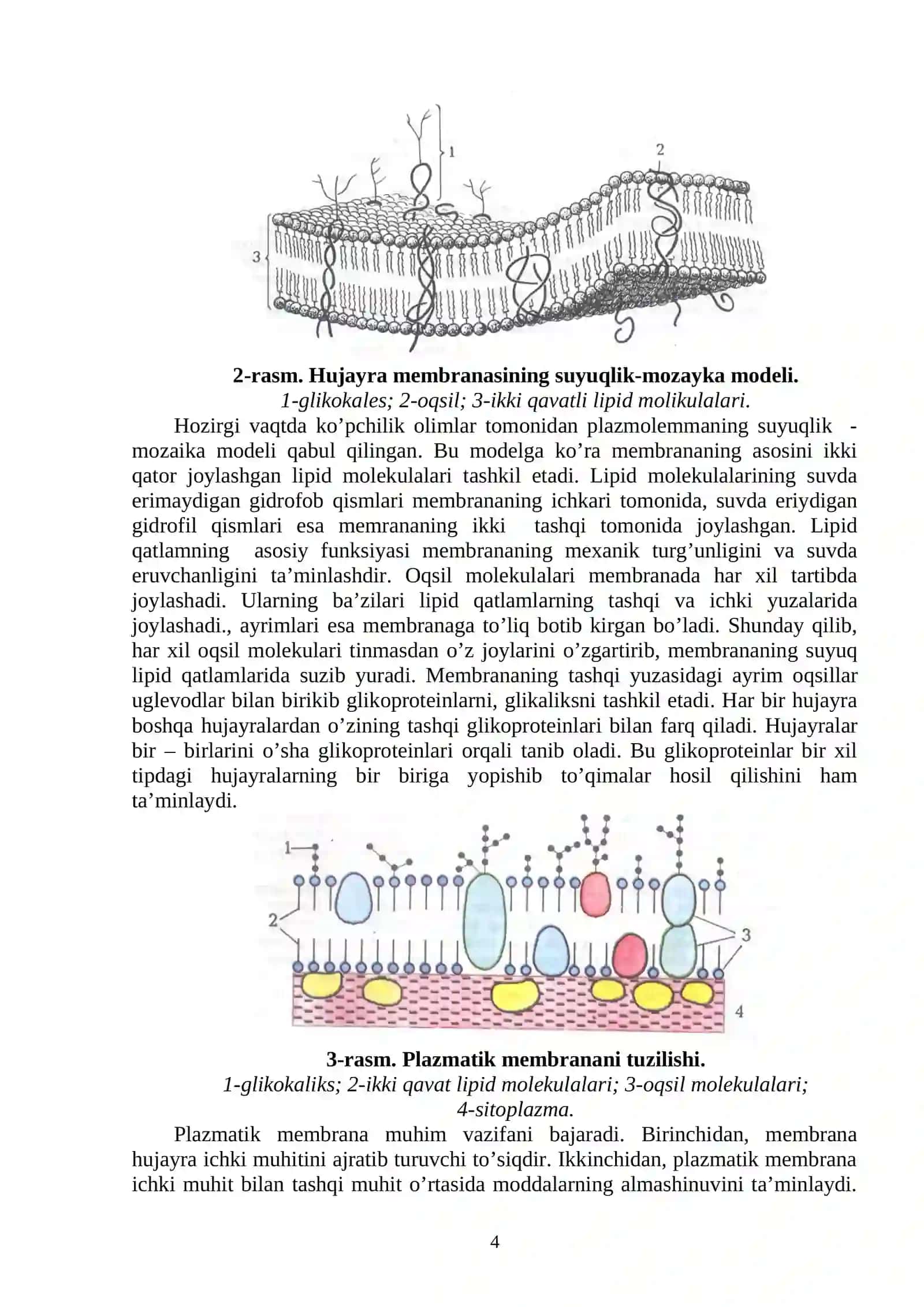 Eukariotlarning genetik materiallarining taxlanish saviyalari 4