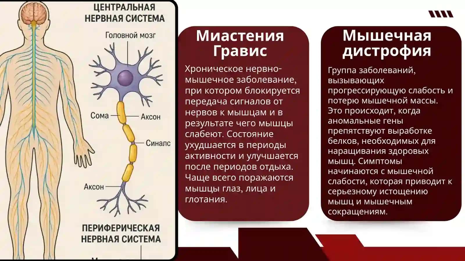 Нервная система 4