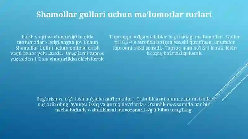 Shamool gulini Tuzish Va Undan Mazkur Vaziyatda Foydalanish 4