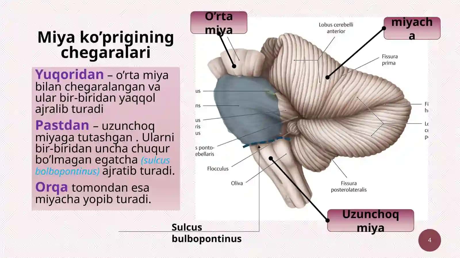 Miyako’prigi(pons)vamiyacha(cerebellum) 4