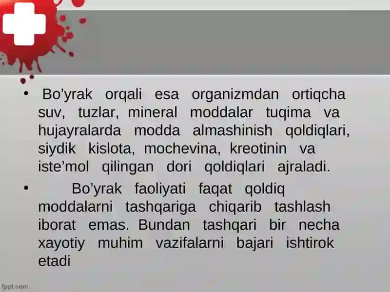 Ayiruv sistemasi, buyrak fiziologiyasi 4