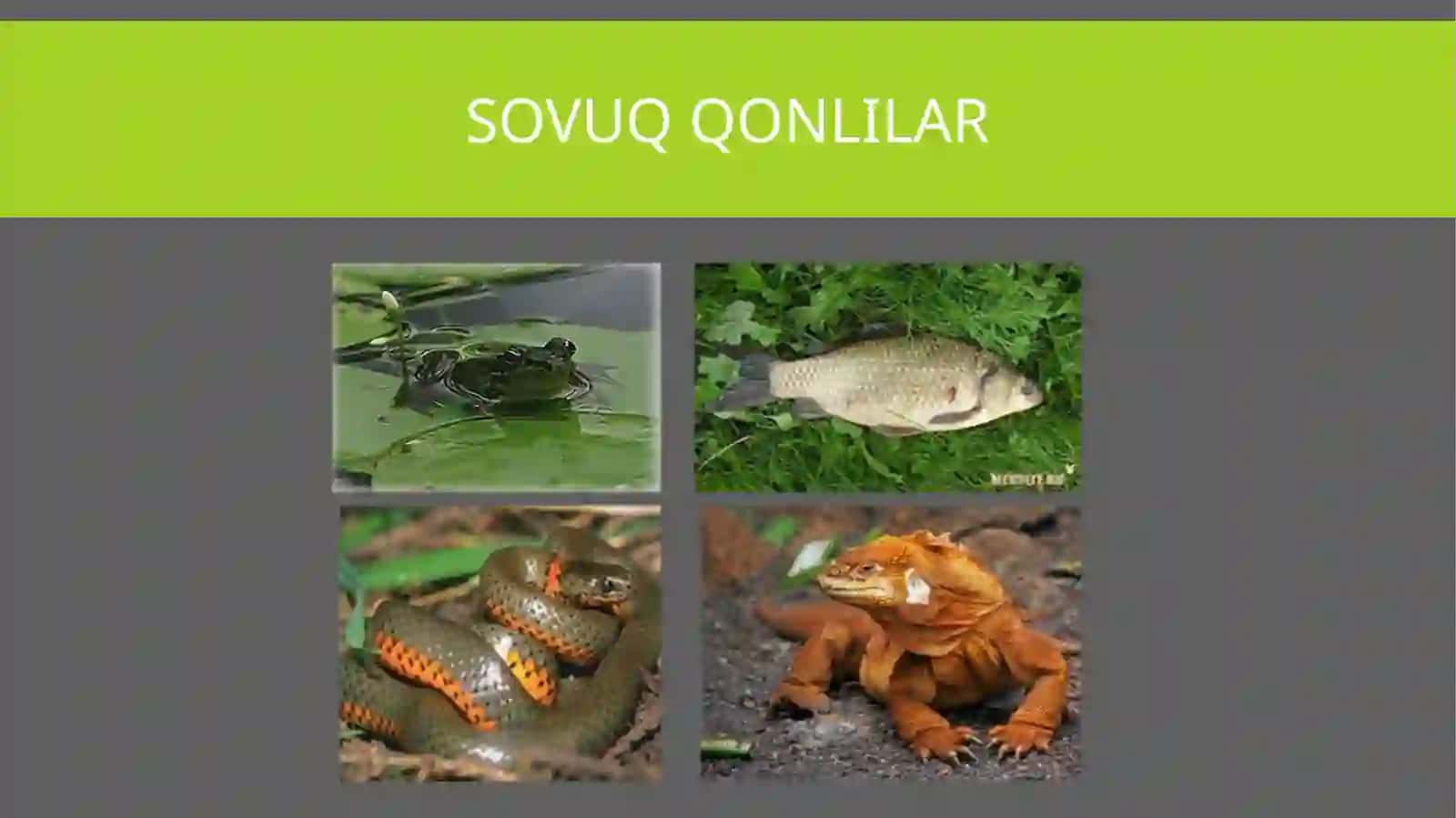 Harorat omili 4