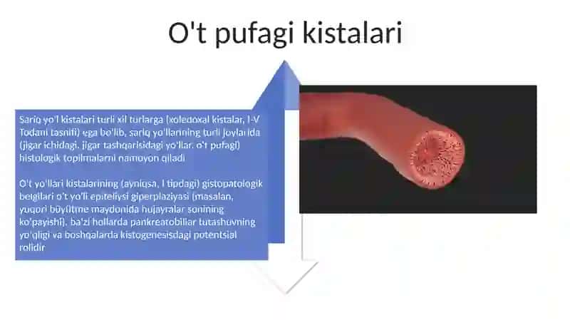Hid bilish azolari gistalogiyasi 4