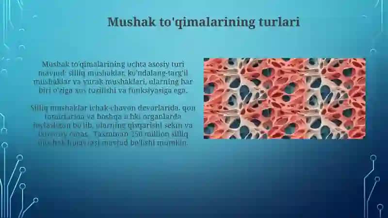 Suyak to'qimasi va muskul to'qimasi 4