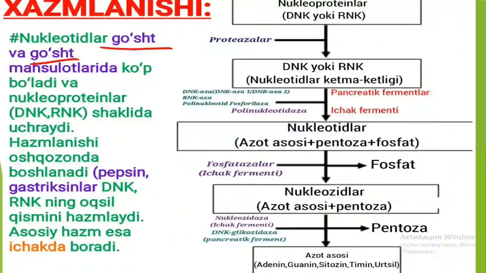 Nukleotidlar almashinuvi. Purin va pirimidin nukleotidlar katabolizmi va parchalanishi 4