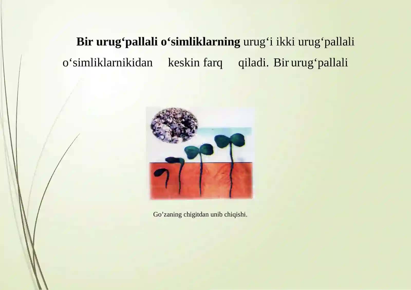 Urug‘ birvaikki pallali o‘simliklarurug‘iningtuzilishi 4