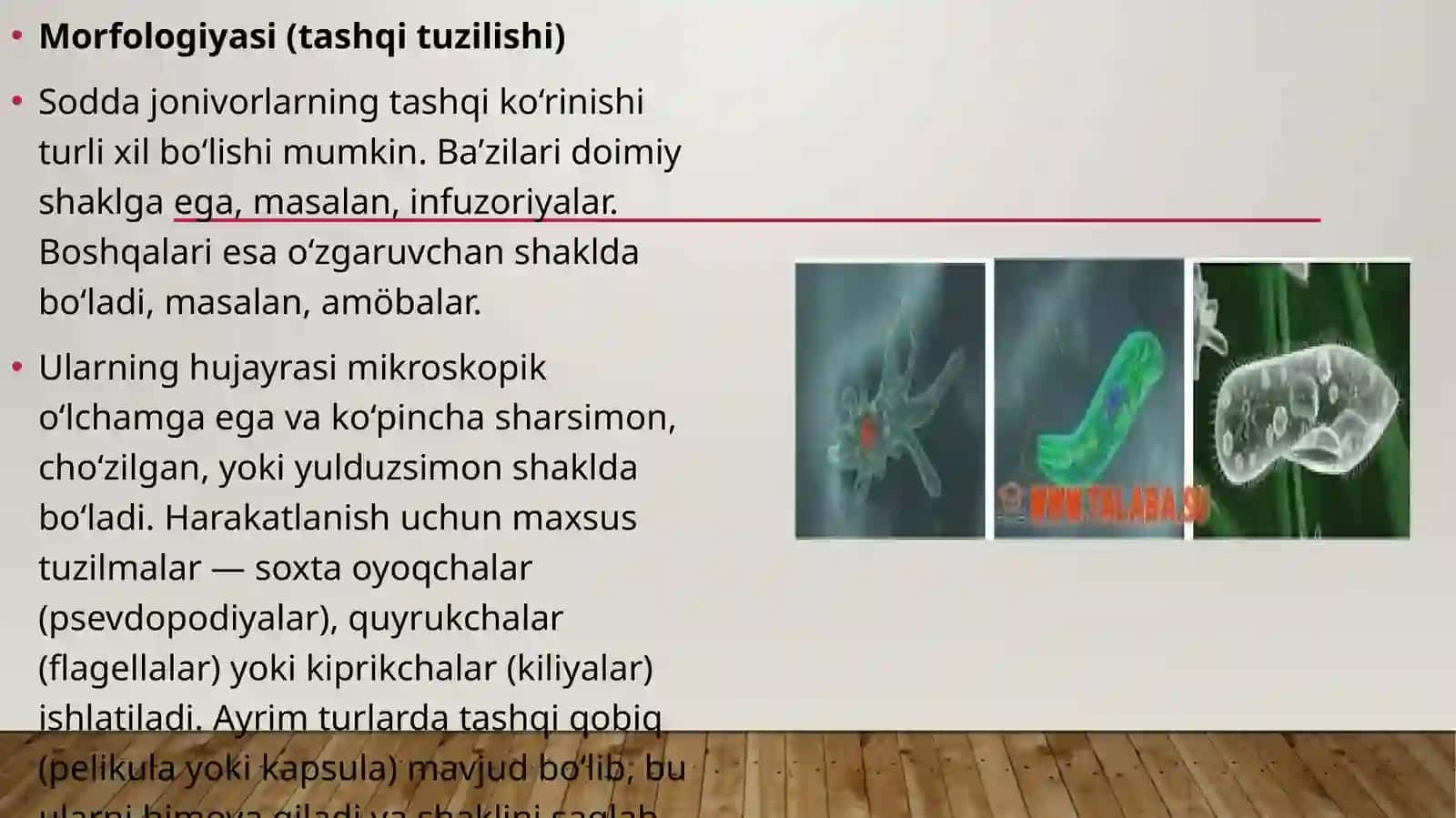 Soddajonivorlar umumiy xususiyatlari 4